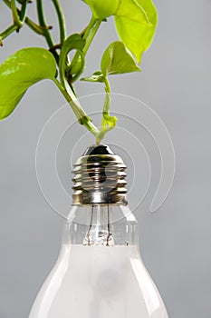 close up portrait of a used light bulb with leaves in the background.