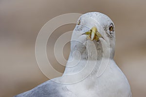 Close-up portrait of vain seagull
