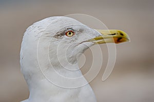 Close-up portrait of vain seagull