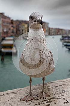 Close-up portrait of vain seagull