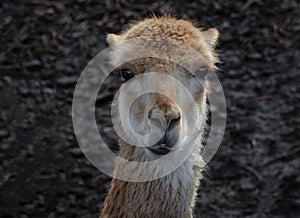 Close up portrait of a vicuna