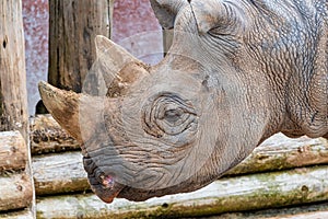 Portrait view of a black Rhino head