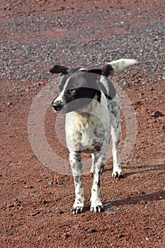 Close-Up Portrait View Of Local Street Dog With Black And White Fur In A Standing Pose, Looking To The Side