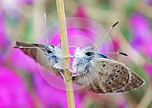 Turanana cytis, the Persian odd-spot blue butterfly