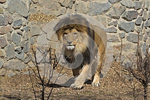Close up portrait of a walking adult lion with a huge mane.