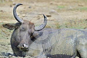 Close up portrait of Water buffalo.