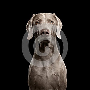 Close-up Portrait of Weimaraner dog Looking in Camera