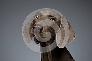 Close-up Portrait of Weimaraner dog Looking in Camera, white gradient