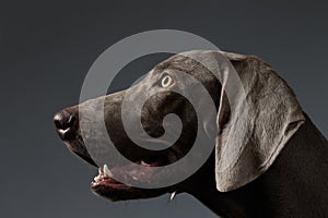 Close-up Portrait Weimaraner dog in Profile view on white gradient