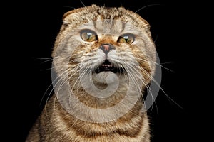 Close-up Portrait Weird drank Scottish fold Cat Isolated on Black