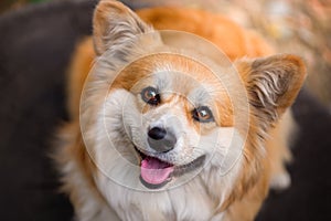 Close-up portrait of Welsh Corgi Pembroke face. Red Fluffy Corgi watching to the camera.