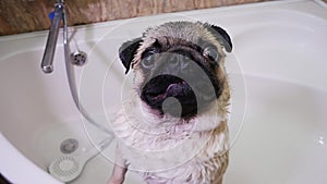 Close-up portrait of wet cute pug. Washing dog in the bathroom