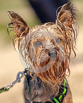 Close up portrait of wet male yorkshire