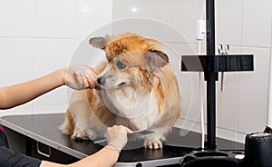 Close up portrait of wet welsh corgi pembroke taking a bubble buth in a gromming salon..