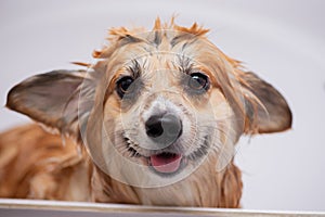 Close up portrait of wet welsh corgi pembroke taking a bubble buth in a gromming salon. Funny Wet corgi portrait.