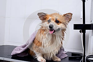 Close up portrait of wet welsh corgi pembroke after taking a shower in a grooming salon. Dog in a pink towel.