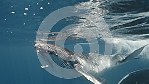 Close-up portrait of whale family swimming under water. A mother and a calf exploring the underwater world, circling on