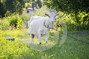 Close-up portrait of white adult goat grassing on green summer meadow field at village countryside