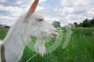 Close-up white goat grassing on green summer field at village