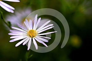 A close up portrait of a white anemone blanda. The white flower with tin long petals and a yellow core looks like a marguerite