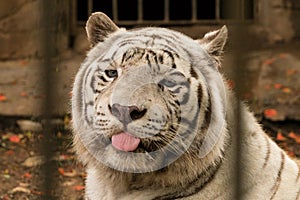 Close up portrait white Bengal tiger showing its tongue looking at camera in zoo photo