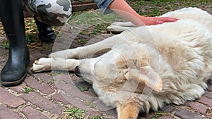 Close up. A portrait of a white big guard dog being  at the ranch caressed by a teen girl.