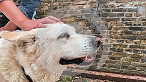 Close up. A portrait of a white big guard dog being  at the ranch caressed by a teen girl. View of hands and a dog