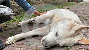 Close up. A portrait of a white big guard dog being  at the ranch caressed by a teen girl. View of hands and a dog 