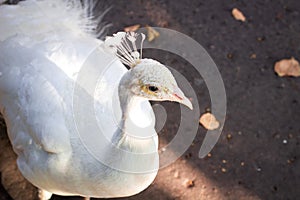 Close-up portrait of white bird peahen with feather crown photo