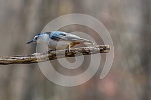 Close up portrait of a White-breasted nuthatch Sitta carolinensis perched on a dead tree branch during autumn.