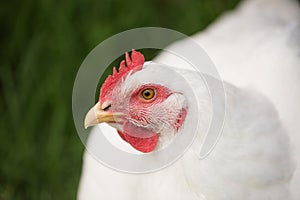 White broiler chicken close up photo