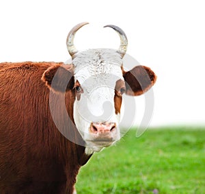 Close up portrait of the white and brown cow