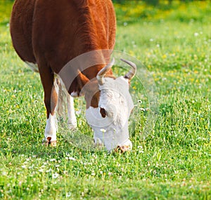 Close up portrait of the white and brown cow