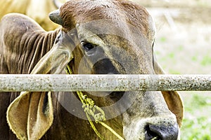 Close Up Portrait of white and brown cow and animal red calf child in green background.