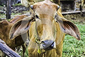 Close Up Portrait of white and brown cow and animal red calf child in green background.