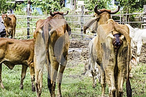 Close Up Portrait of white and brown cow and animal red calf child in green background. cows standing on the ground with farm agri