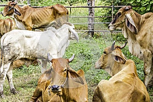 Close Up Portrait of white and brown cow and animal red calf child in green background. cows standing on the ground with farm agri