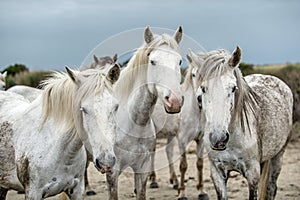 Close up Portrait of the White Camargue Horses.