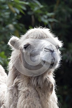 Close up portrait of a white camel