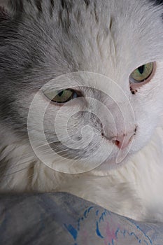 Close-up portrait of a white cat