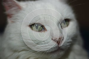 Close-up portrait of a white cat