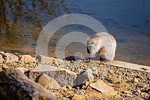 Close up portrait of white coypu, River rat Nutria or Myocastor coypus washing fur and hands on the banks of the river and sitting