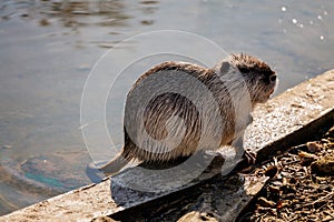 Close up portrait of white coypu, River rat Nutria or Myocastor coypus washing fur and hands on the banks of the river and sitting