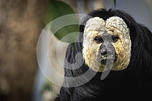 Close-up portrait of a white faced saki monkey