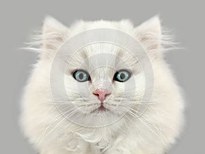 Close-up portrait of white fluffy kitten on gray