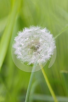 A close up portrait of a white fluffy, soft and fuzy dandelion flower standing in the grass of a garden with a green blurry photo