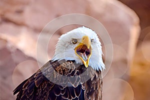 close-up portrait of a white-headed raptor