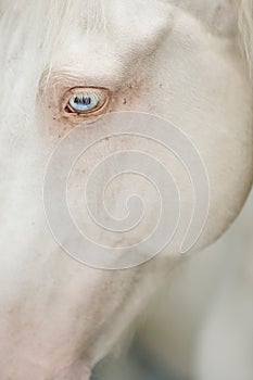 Close up portrait of white horse blue eye