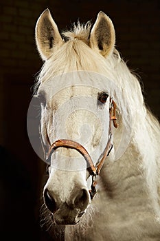 Close up portrait of white horse looking at camera on black background.