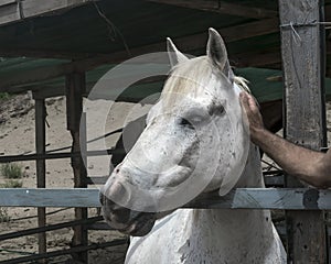 Close-up portrait of a white horse standing in a stall. Muzzle of a horse looking at left side. Man`s hand stroking an animal